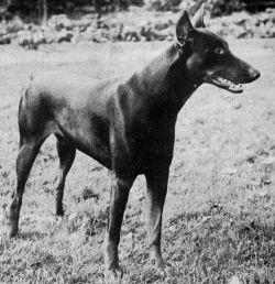 Harry v. Südbezirk | Brown Doberman Pinscher