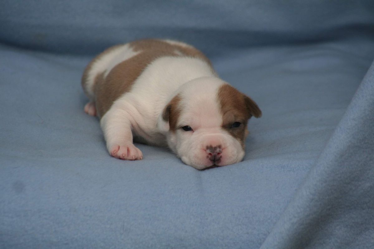 Toir Prestizh Umnitsa Krasavitsa | American Staffordshire Terrier 