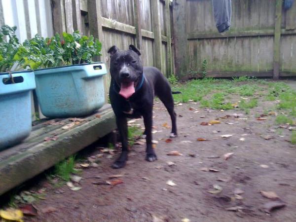 Southside's Darkness | American Pit Bull Terrier 
