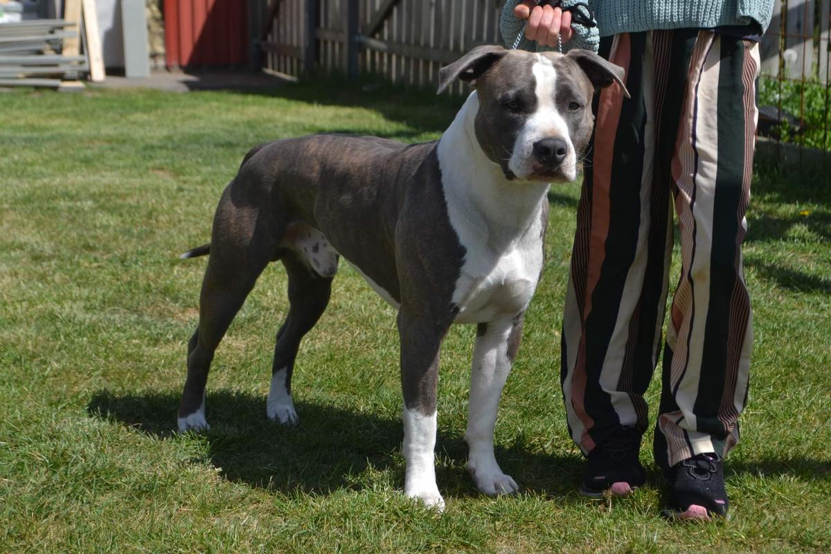 Rockadise Lemmykilmister aka Lemmy | American Staffordshire Terrier 