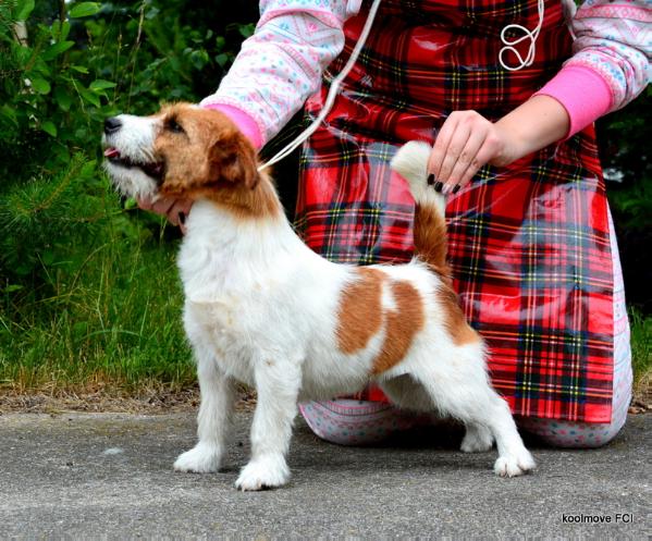 Australian Dream z Herbu Sapaly | Jack Russell Terrier 