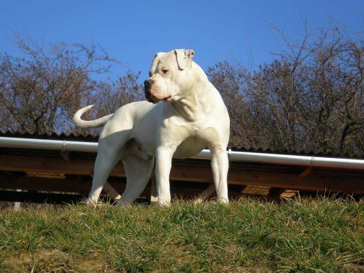 Vagusdogs' Fearless | American Bulldog 