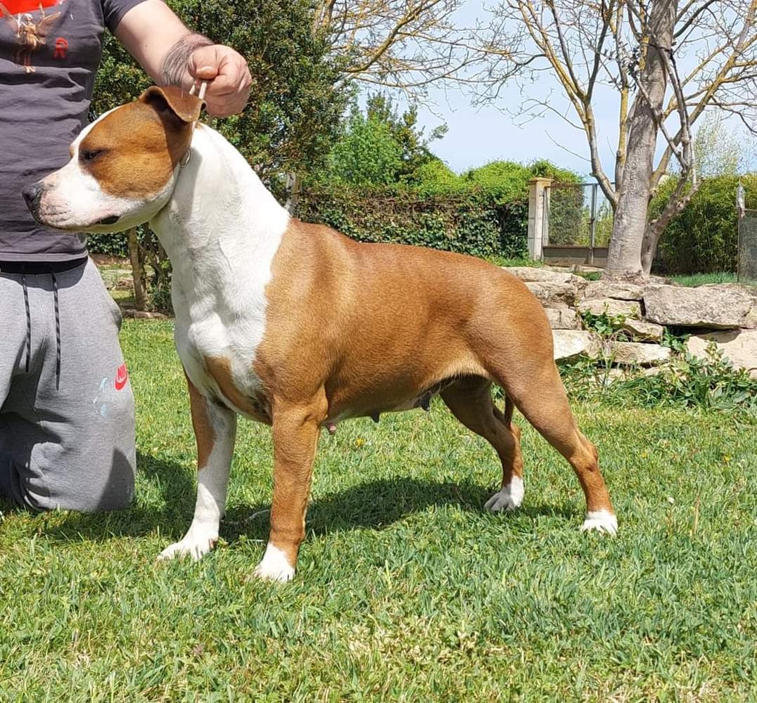 Norma de cansjuansa | American Staffordshire Terrier 