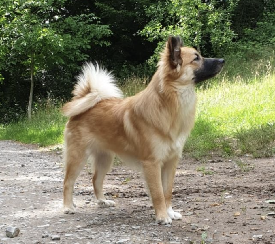 Jara aus Vinkona | Icelandic Sheepdog 