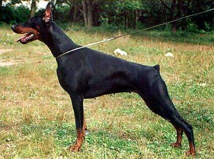 Smart Wood Hills Esmeralda | Black Doberman Pinscher