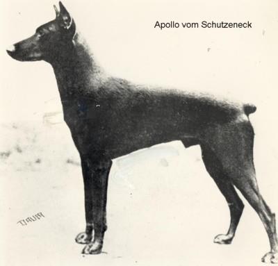 Apollo v. Schützeneck | Brown Doberman Pinscher