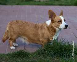 Zamok Svyatogo Angela Simona | Cardigan Welsh Corgi 