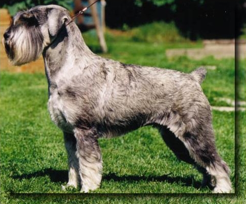 Mihan Forte | Standard Schnauzer 