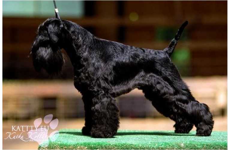 his eminence androis | Miniature Schnauzer 