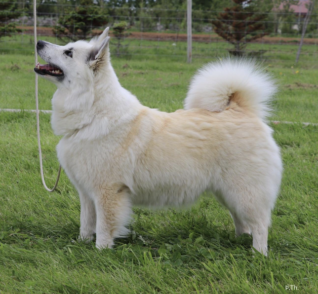 Arnarstaða Skrumba | Icelandic Sheepdog 