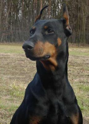 Vendetta v. Baskerville | Black Doberman Pinscher