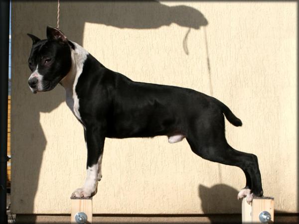 Nana Tarak Serendipity From Goloka | American Staffordshire Terrier 