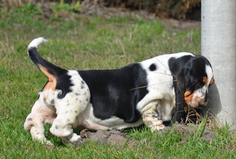 Raventa Smoot Expression BREENBRASS | Basset Hound 