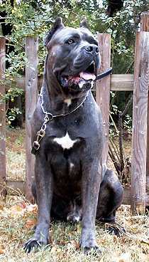 Ciro Degli elmi | Cane Corso 