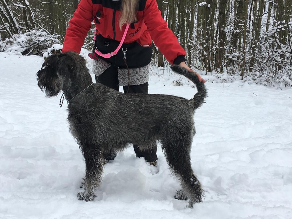 Zottelbart Von Hetzeldorf Ophelia | Giant Schnauzer 