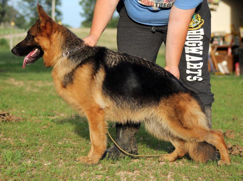 Xtra vom Kein Ort | German Shepherd Dog 