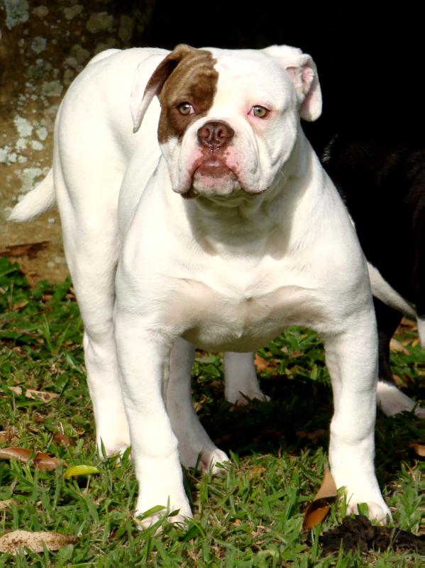 SunshineBulls' Big Jr. | American Bulldog 