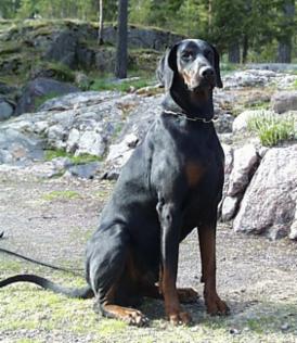 Walldobes Sir Sergent | Black Doberman Pinscher