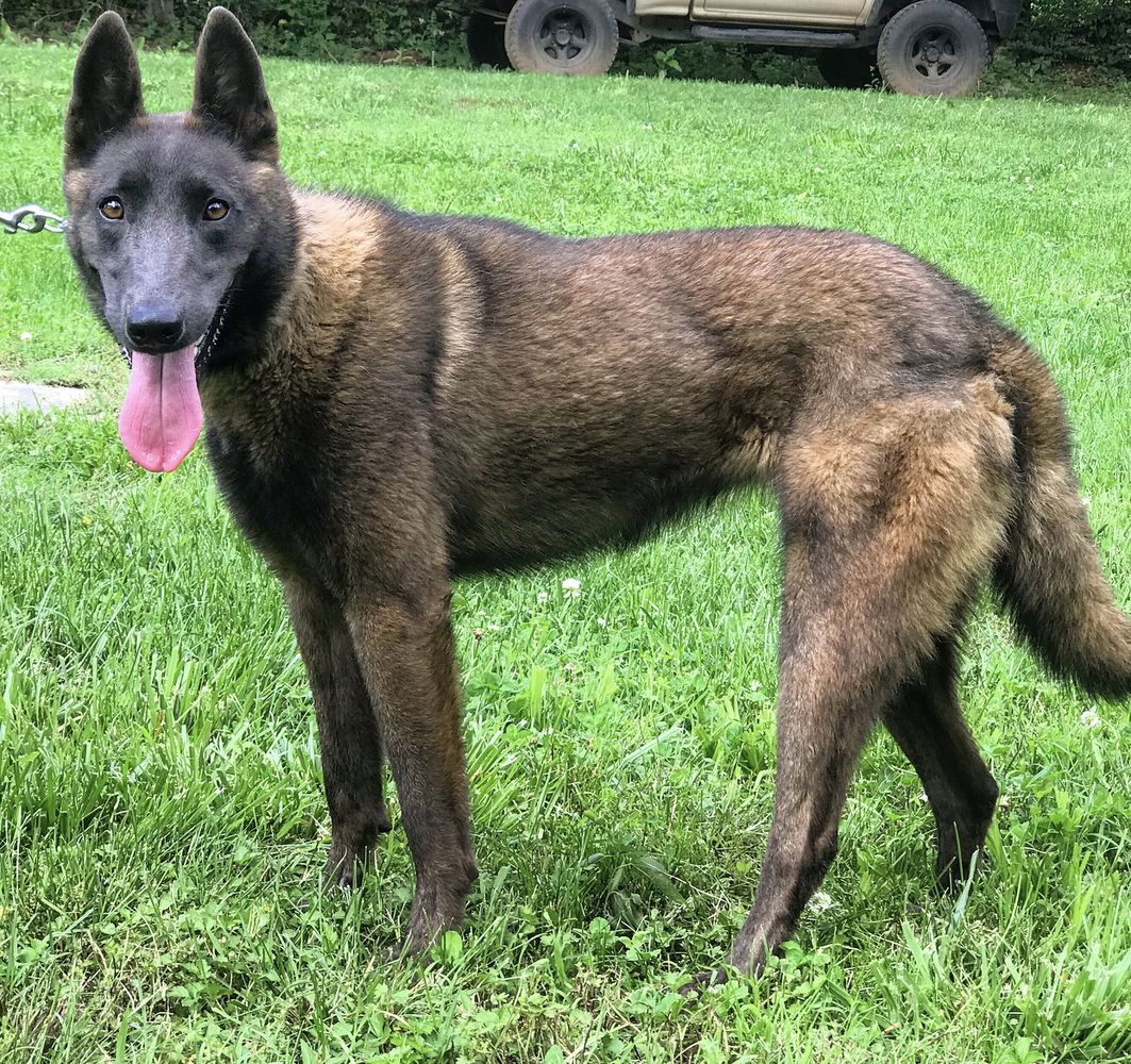 Dómina (Torres) MEX. FCI. | Belgian Malinois 
