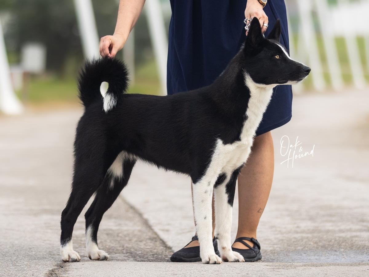 Bonny da Villa Saloia | Karelian Bear Dog 