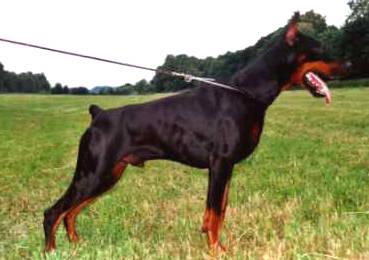 Aramis Amor v. Ashanti | Black Doberman Pinscher