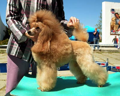 Mirabel Ocharovanie Doma Romanovyh | Poodle 