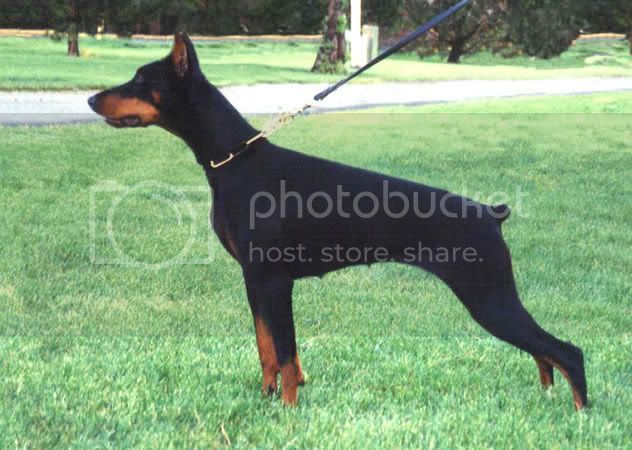 Anja Germania (AKC SBWP 74963408) | Black Doberman Pinscher