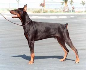 Bingo Germania | Black Doberman Pinscher