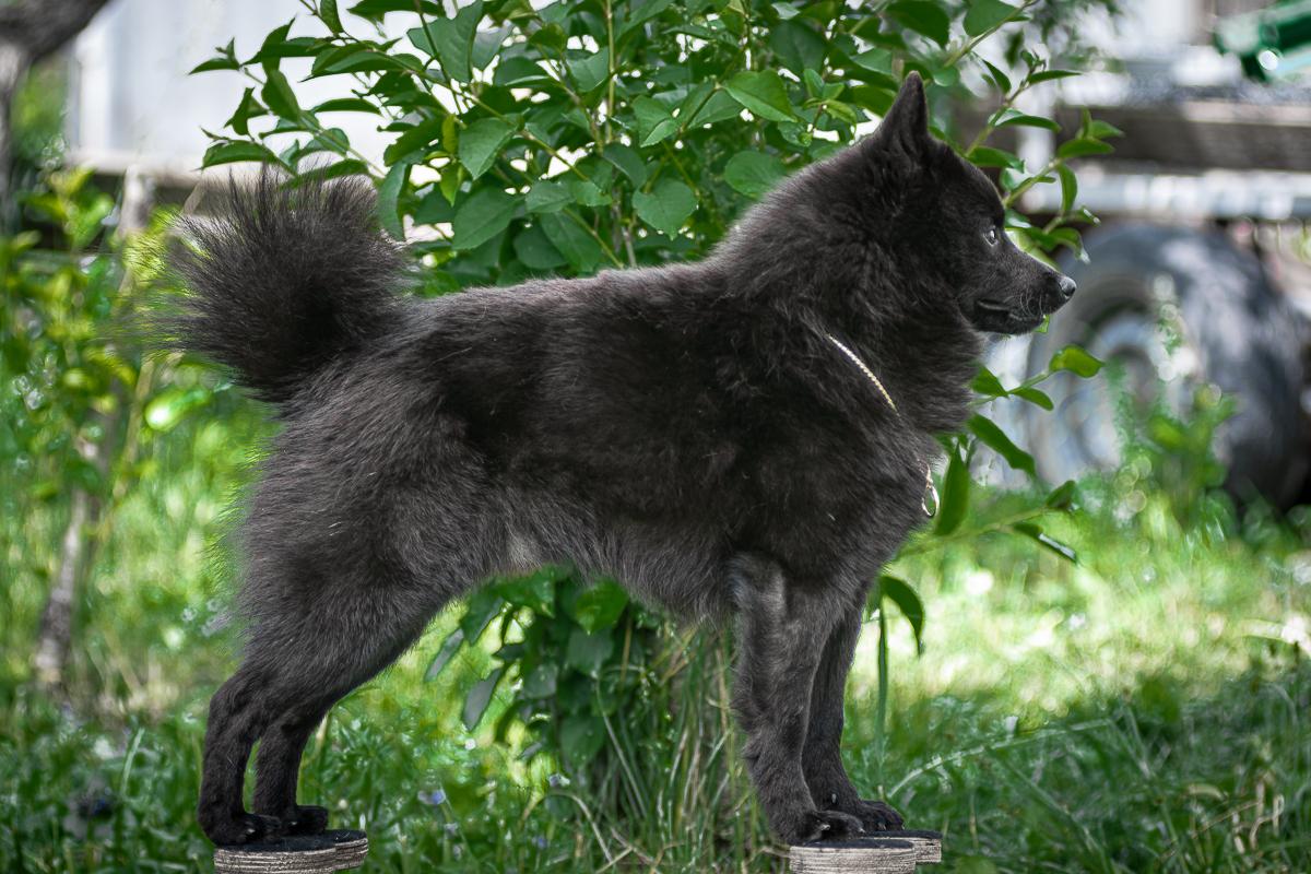 Helen Hoff Amadej | Schipperke 