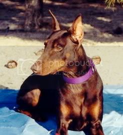 Brix Germania | Brown Doberman Pinscher