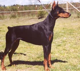 Yvette Betelges | Black Doberman Pinscher