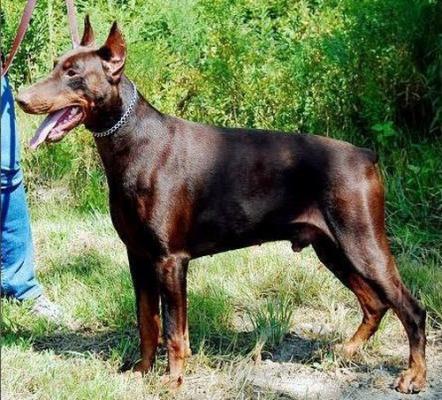 Alva v. Hof ter Eeckhout | Brown Doberman Pinscher