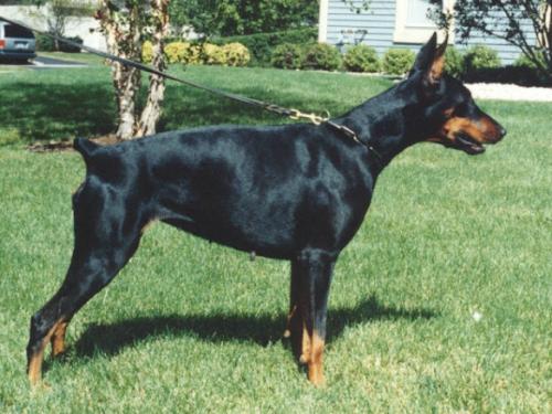 Aisin v. Blitzkrieger | Black Doberman Pinscher