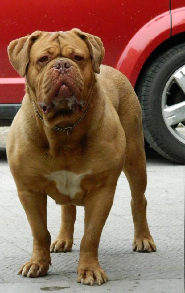 BANGOURA DEL MARQUEZ | Dogue de Bordeaux 