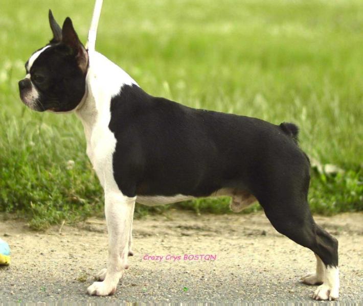 Gold Gelb Box Hause Edvard | Boston Terrier 