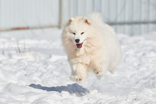 Umay White Aurum iz Moskovskoy Metely | Samoyed 