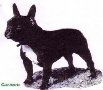 Blance Noir's Carmen | French Bulldog 