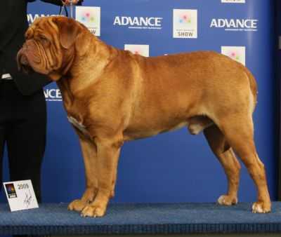 Deauxrogue Cyris | Dogue de Bordeaux 