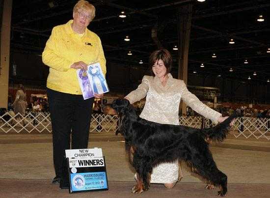 Skara Brae Trinity's Can't Wait | Gordon Setter 