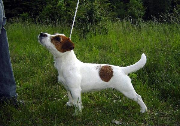 GENTLE GABI  of Jacks Paradise | Jack Russell Terrier 