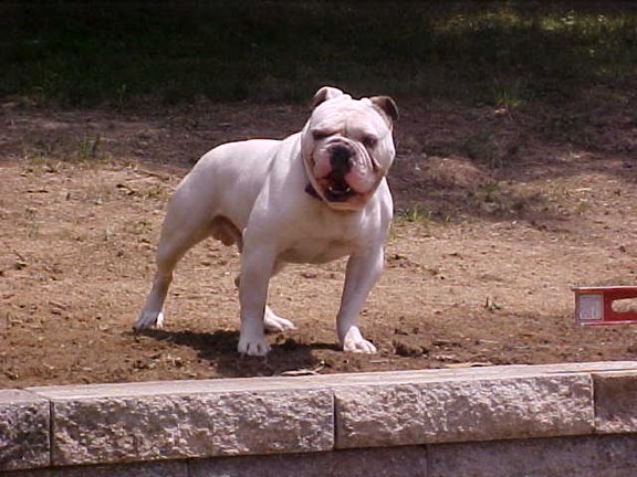 Alubull'S King Dick 3 Aka Pinky | Olde English Bulldogge 