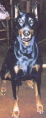 Axel v. Blitzkrieger | Black Doberman Pinscher