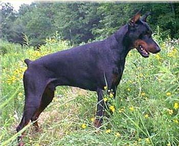 Veedoc's Beck v. Landotz | Black Doberman Pinscher