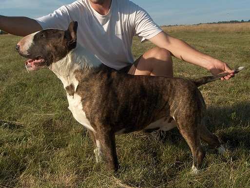 GLAMUROUS CASPER | Bull Terrier 