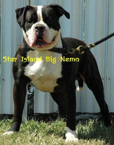 Star Island's Big Nemo of S.S. | Olde English Bulldogge 