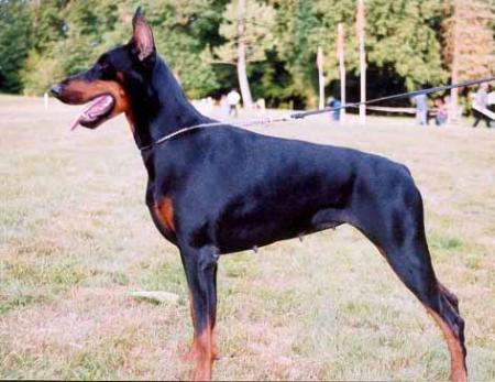 Swany-Pharos de La Villa de Channes | Black Doberman Pinscher