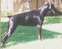 Pace Phelia del Littorio | Black Doberman Pinscher