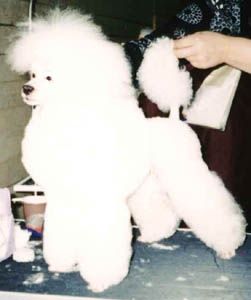 Vezdesyschiy Figaro iz Zimnih Grez | Poodle 