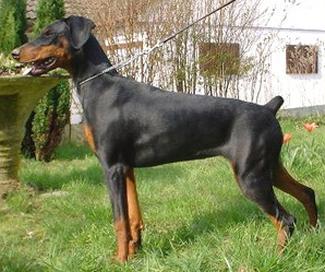 Adelaide de l'Abbaye de Sable | Black Doberman Pinscher