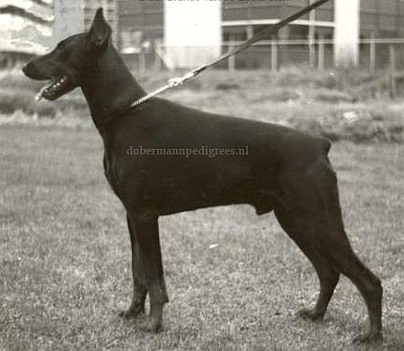 Graaf Brando v.d. Edele Stam | Black Doberman Pinscher